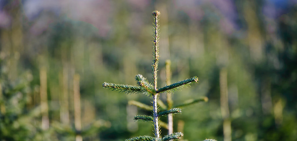 Christmas Tree top