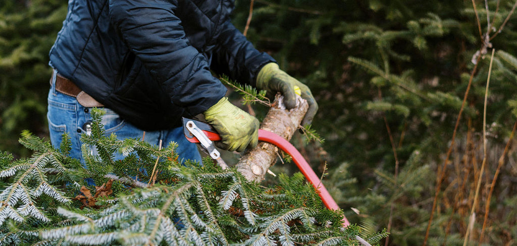 Cutting a fresh Christmas tree