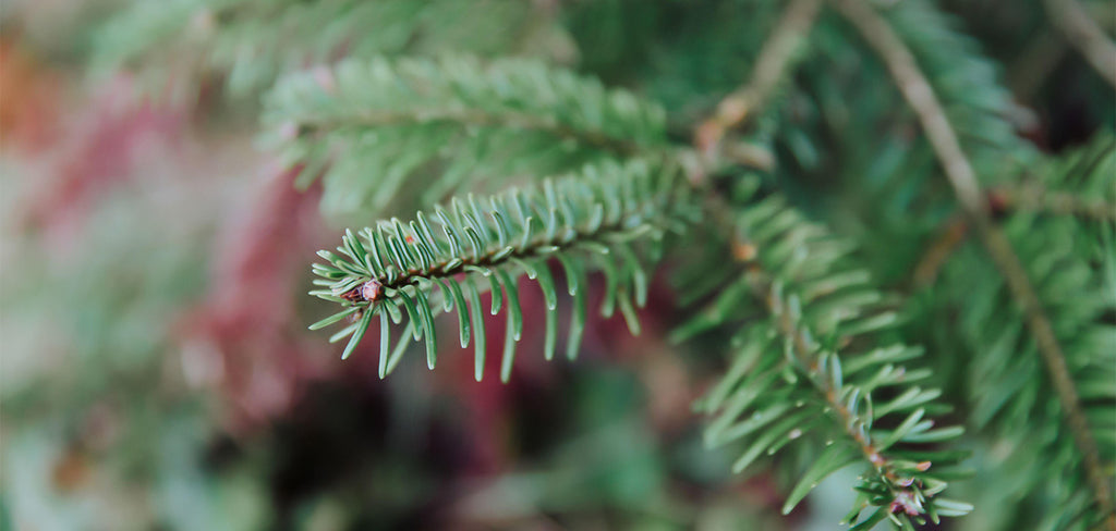 Fraser Fir Close Up