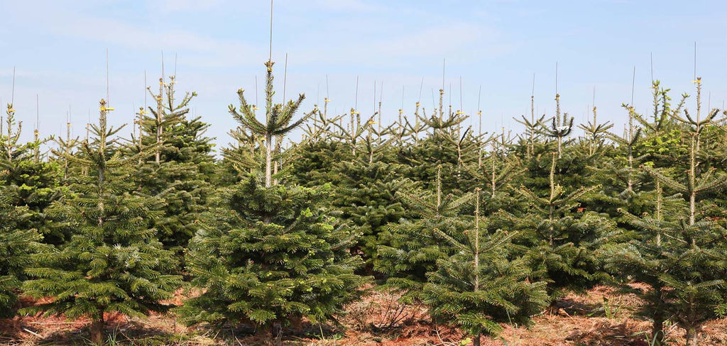 Nordmann Fir