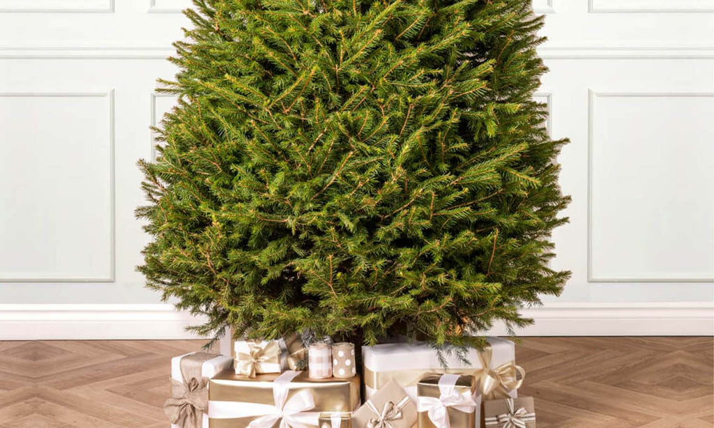 Norway Spruce Fresh Cut Tree