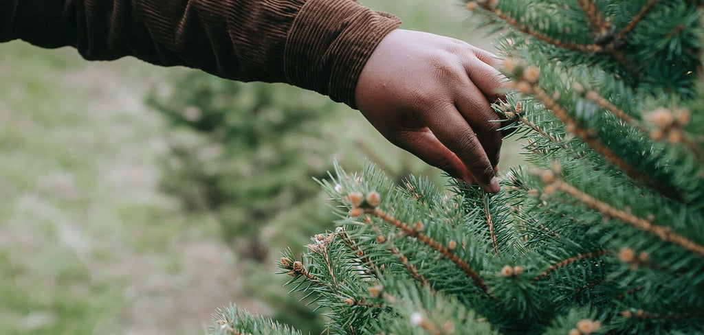 Picking the right real Christmas Tree