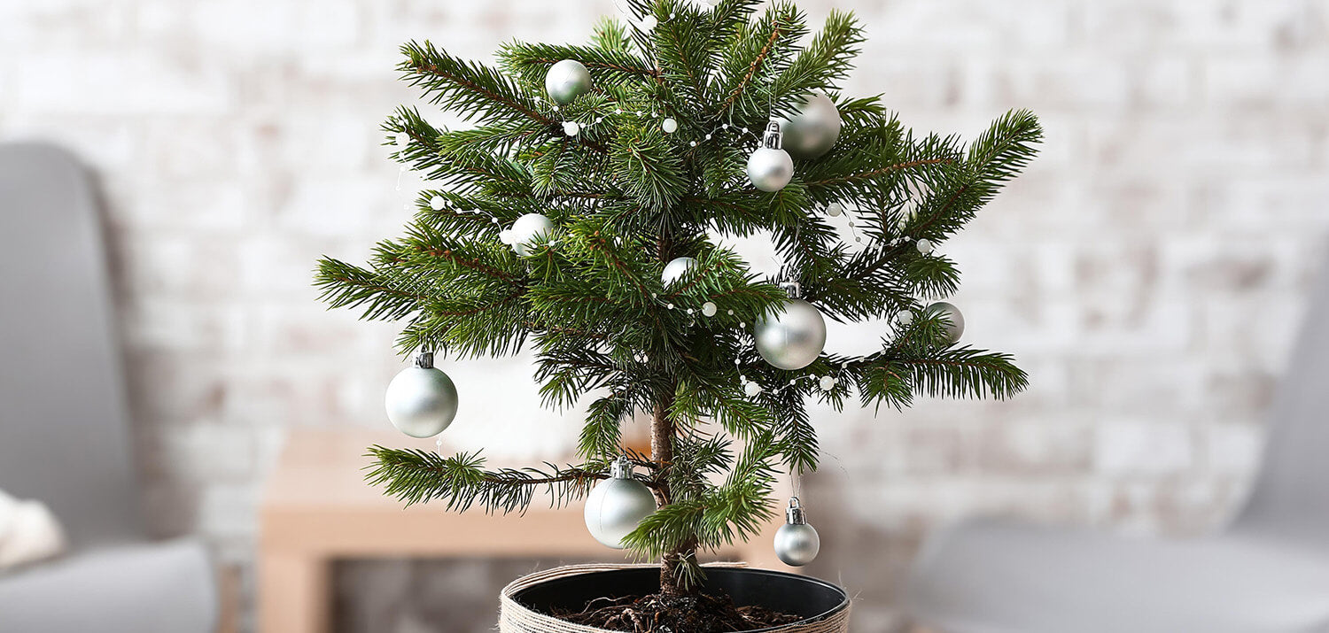 potted real Christmas tree in white pot