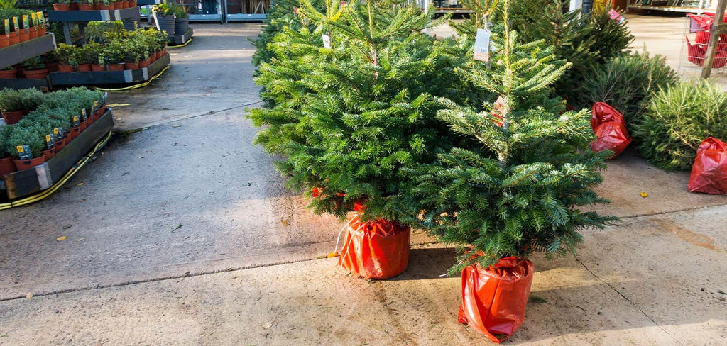 Pot Grown Christmas Tree shopping