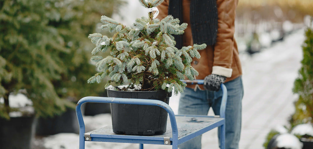 christmas tree in a wheeled trolley