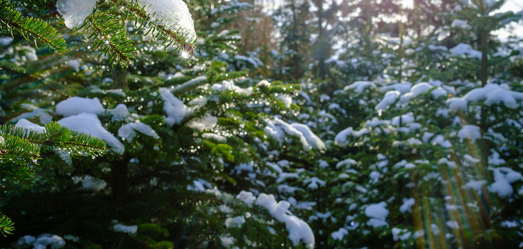 Snowny Christmas Tree with Sun