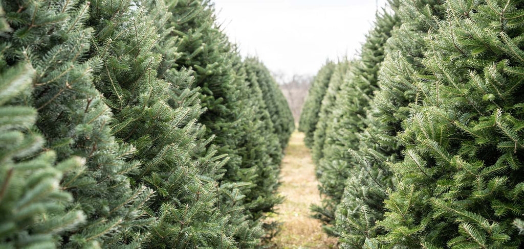 christmas trees in farm