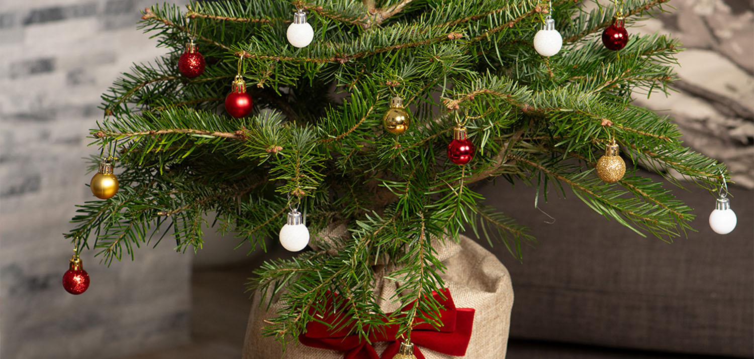 Nordmann Fir Pot Grown Tabletop Christmas Trees