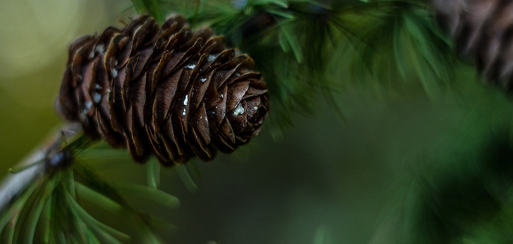pine cone close up