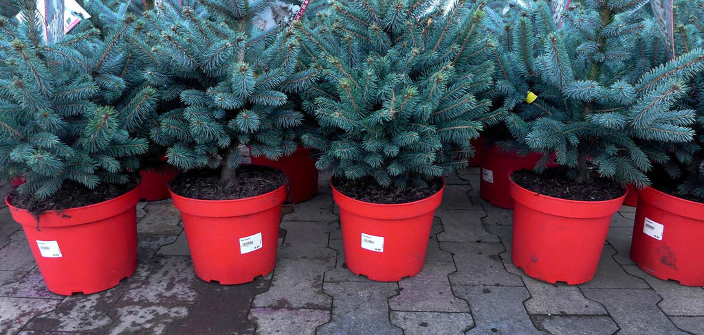 pot grown trees in red pots