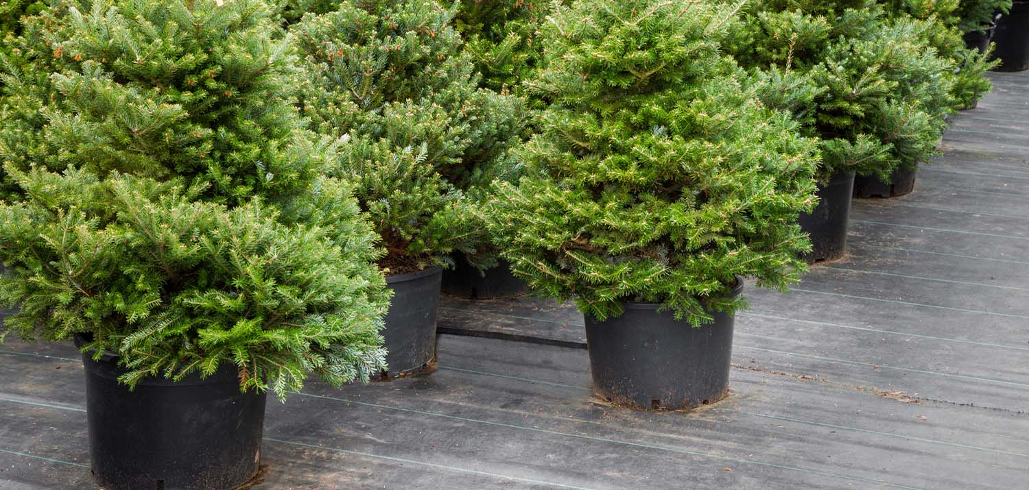 Potted Christmas tree in grey pots