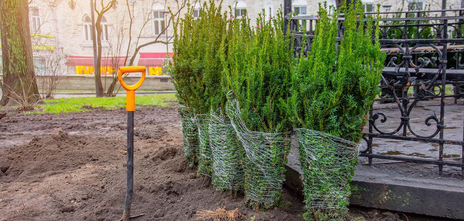 Tall potted Christmas trees ready to plant