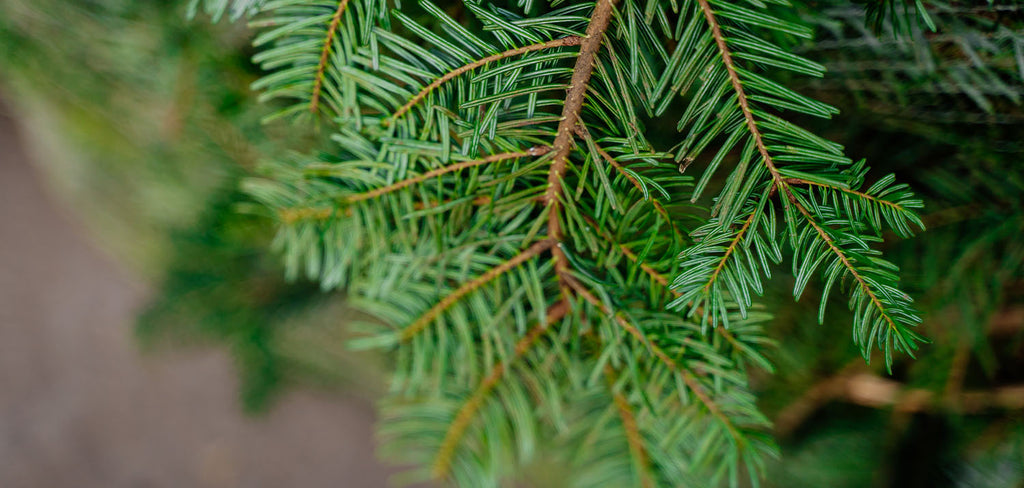 real christmas tree close up