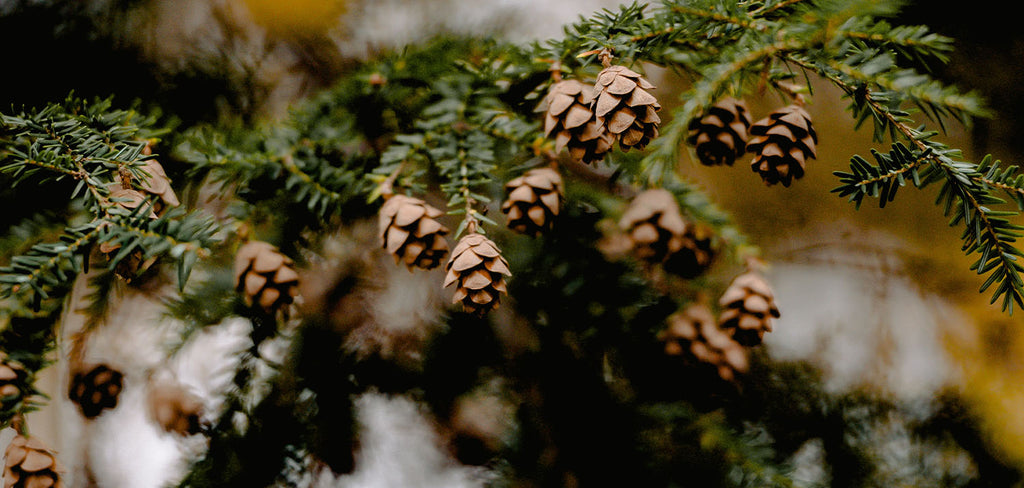 real xmas tree up close in wilderness