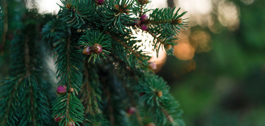 tree branch close up