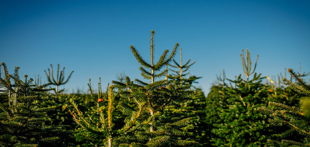 Christmas Tree Farm