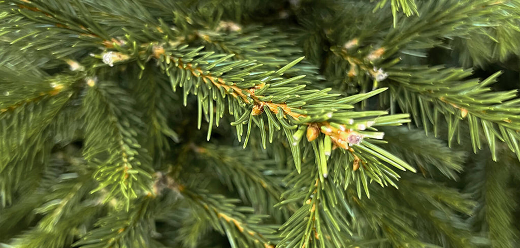 Real Christmas Tree Needles