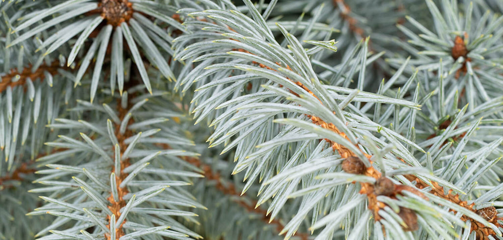 Blue Spruce Real Christmas Tree