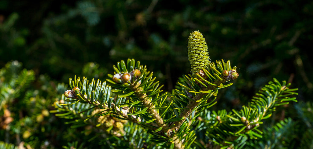 Korean Fir Christmas Tree