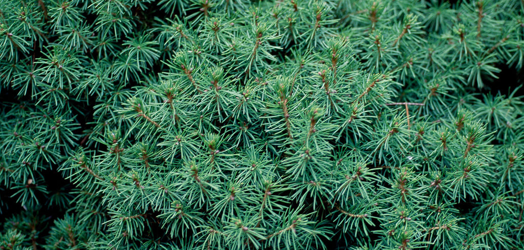 Picea Glauca Conica Real Christmas Tree