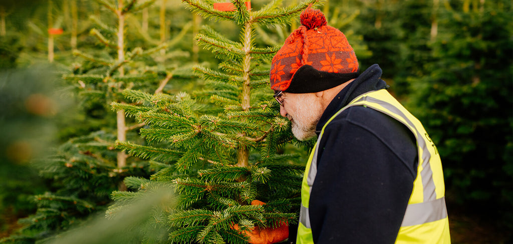 Christmas Trees Direct