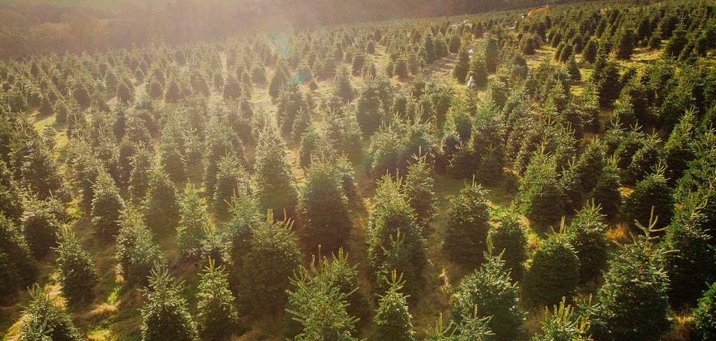 Christmas Tree Farm