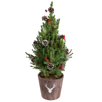 Live & Real Potted Christmas Trees | Free UK Delivery!