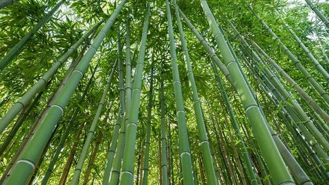 culture de bambou
