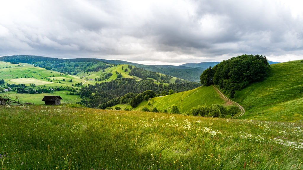 Die idyllische Landschaft des Schwarzwalds