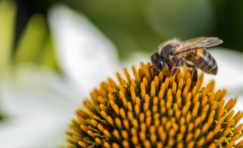 Die Blütenköpfe der Echinacea erinnerten die Griechen an Seeigel