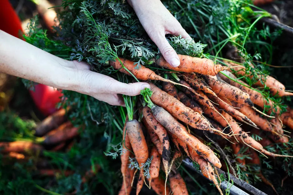 carottes fraiches pas cher