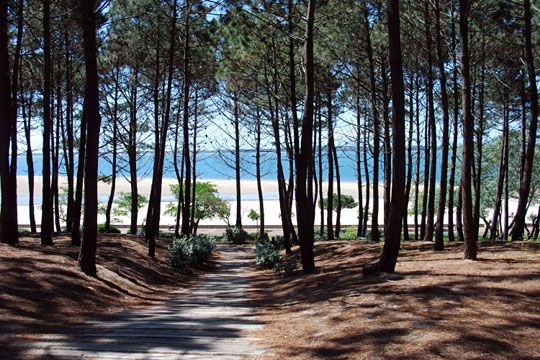 foret des landes