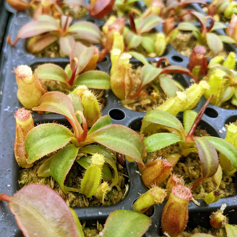 Nepenthes Hybrids | Rare Tropical Carnivorous Plants