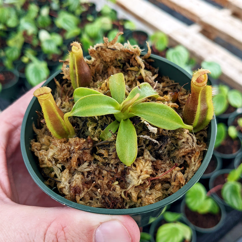 Nepenthes Hybrids | Rare Tropical Carnivorous Plants