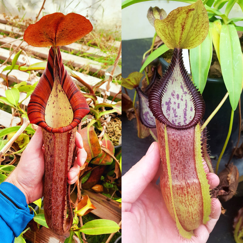 Nepenthes Hybrids | Rare Tropical Carnivorous Plants