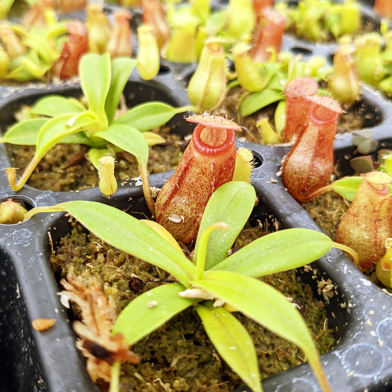 Nepenthes Hybrids | Rare Tropical Carnivorous Plants