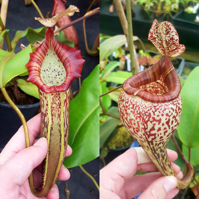 Nepenthes Hybrids | Rare Tropical Carnivorous Plants