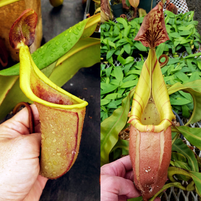 Nepenthes Hybrids | Rare Tropical Carnivorous Plants