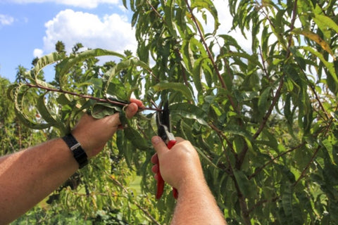 prune trees for growth