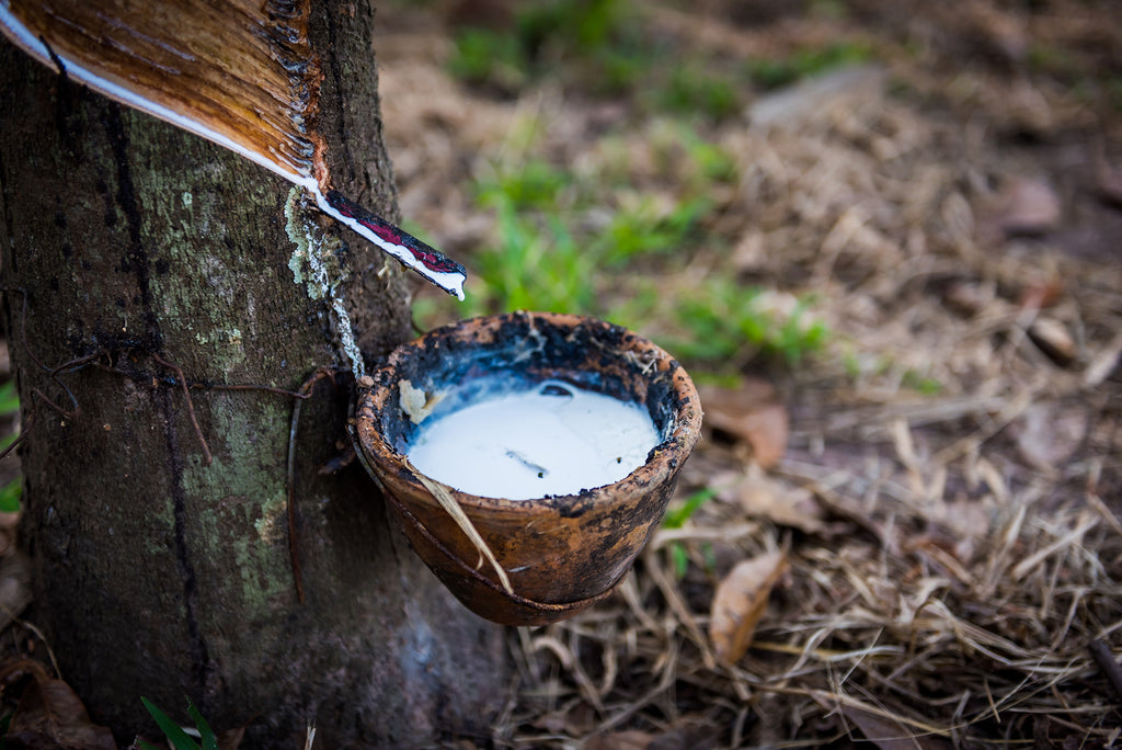 Rubber tree sap collection biodegradable shoes