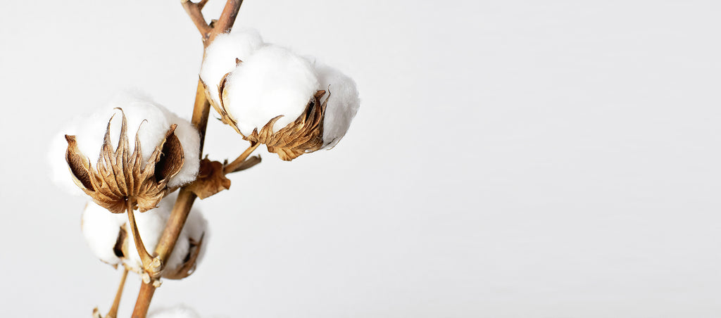 organic cotton for biodegradable sneakers