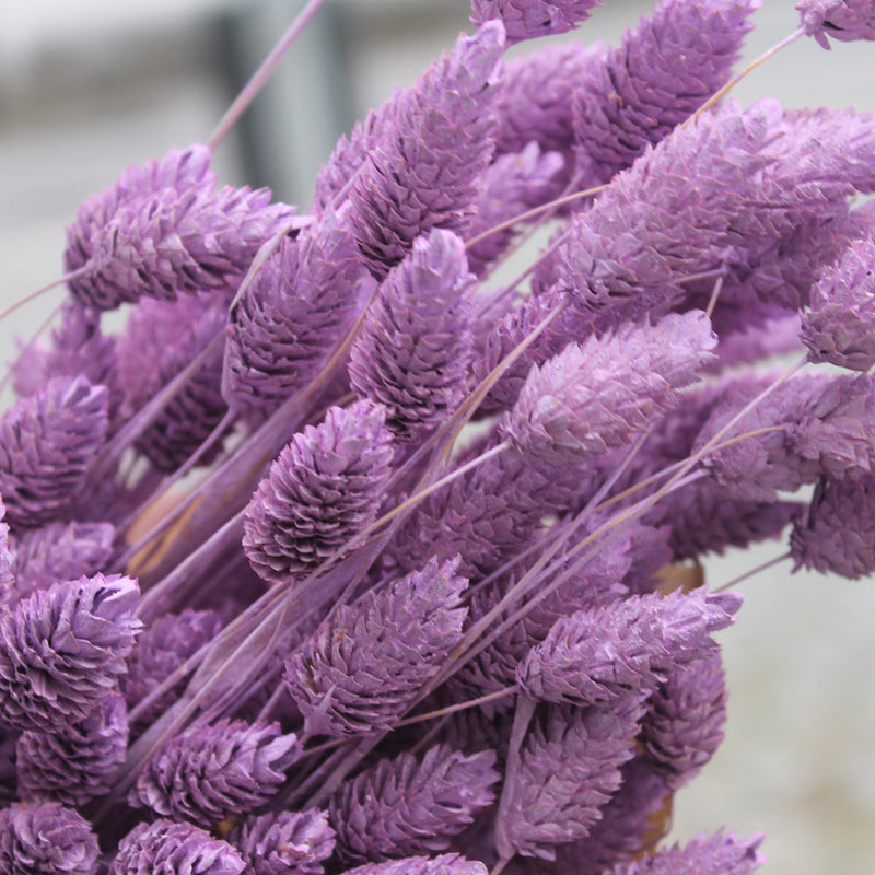 Flores Secas - Phalaris | Atelier do Sabão