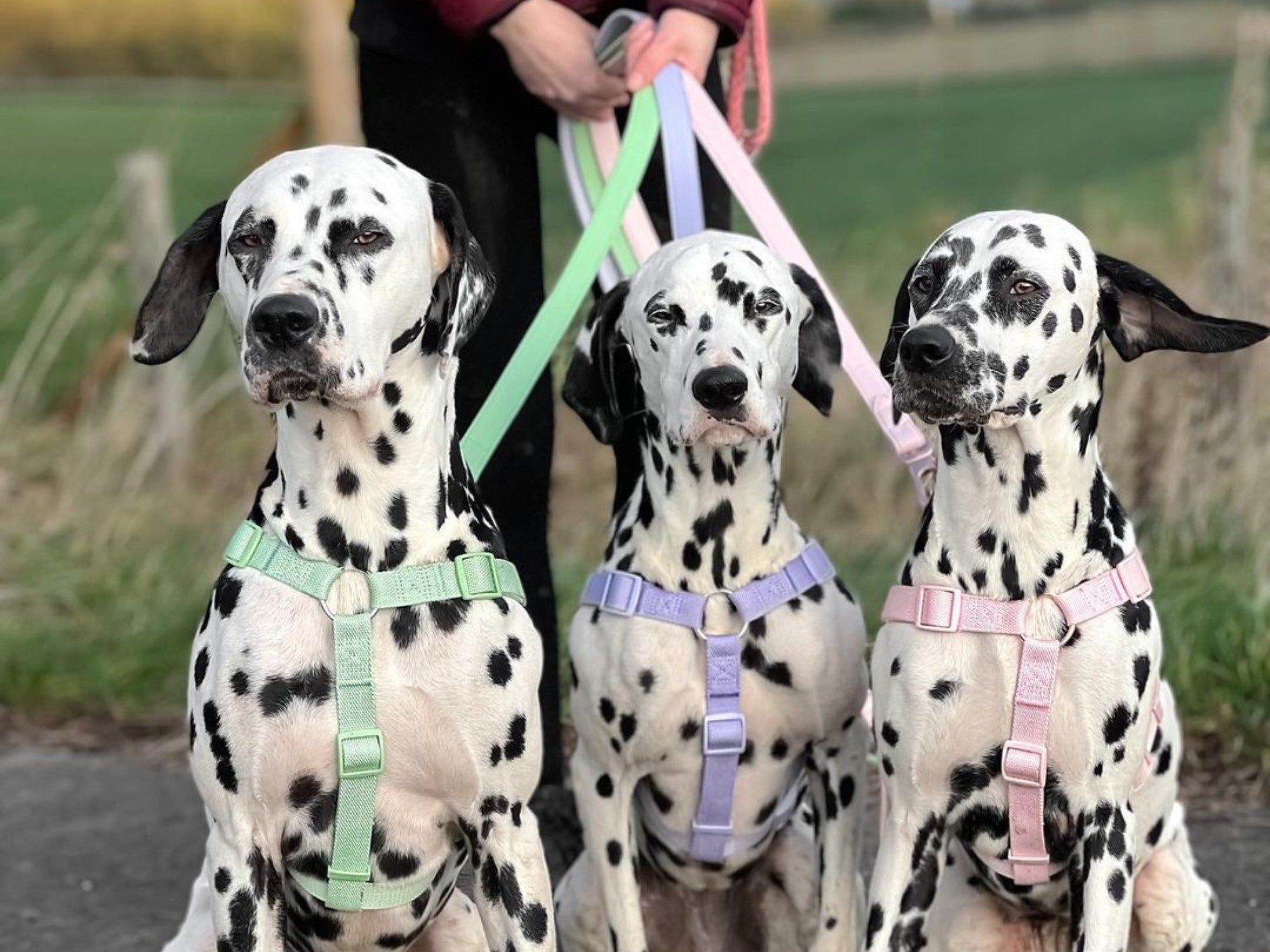 best dog toys for dalmatians