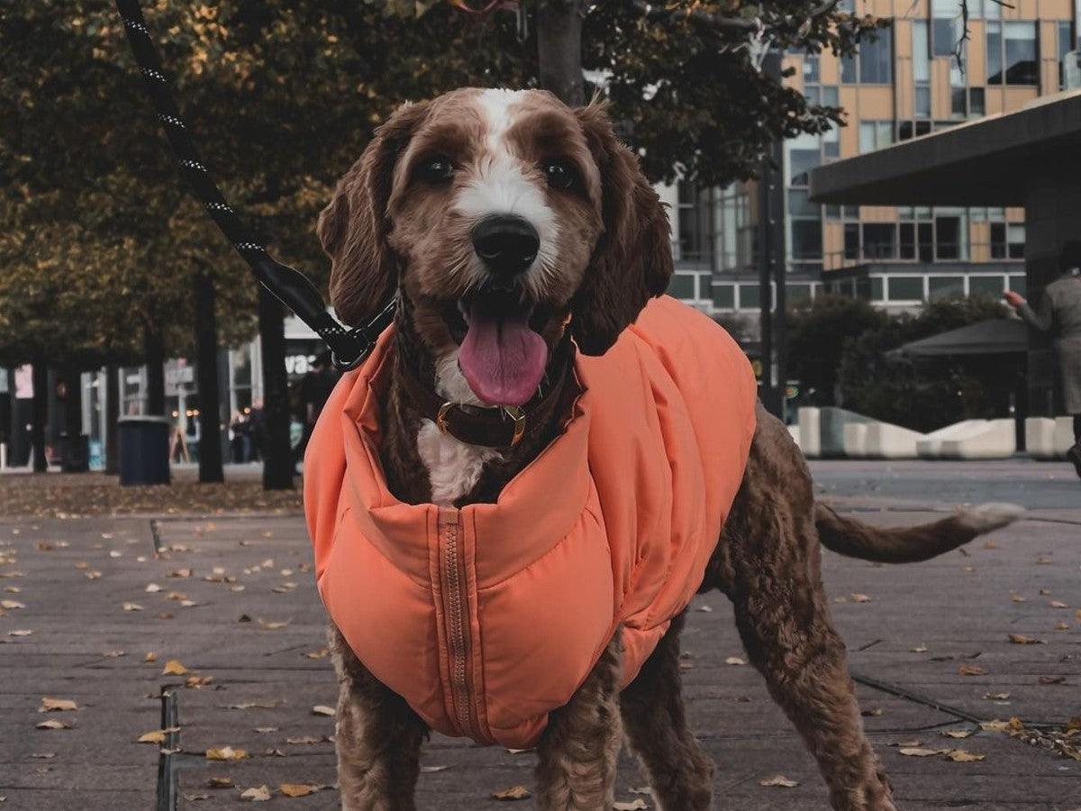 full rain suit for dogs