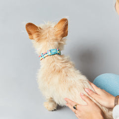 Dog in unbranded WAHF x BARC Collar