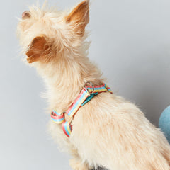 Dog in unbranded WAHF x BARC Harness