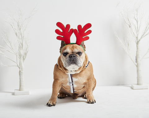Dog Wearing Antlers for Christmas