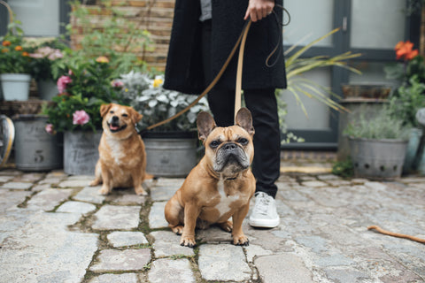 Archie and Marley in a London Mews, wearing our Carbon Black Collar and Lead