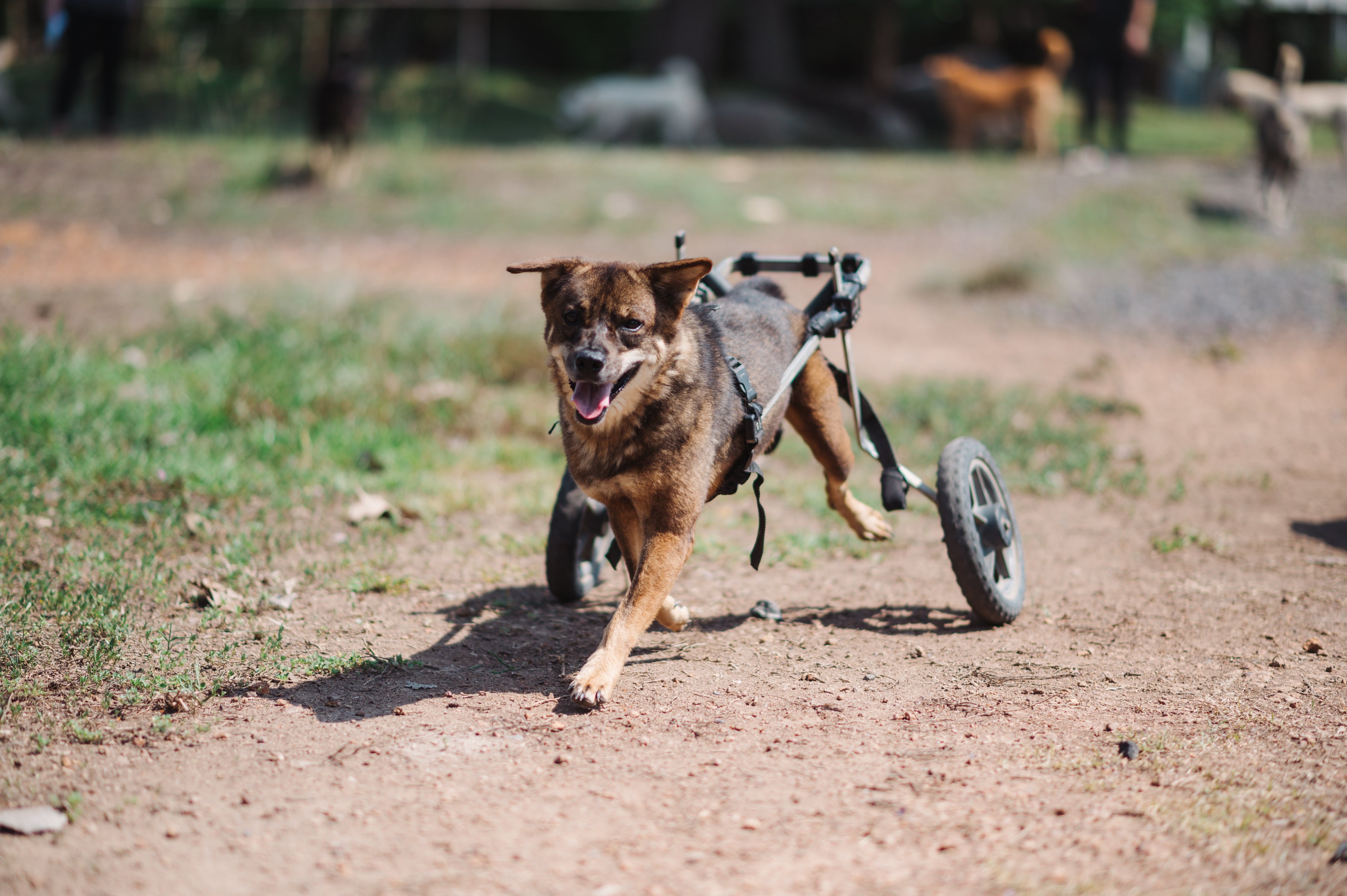 Rescue dog at Jai's sanctuary