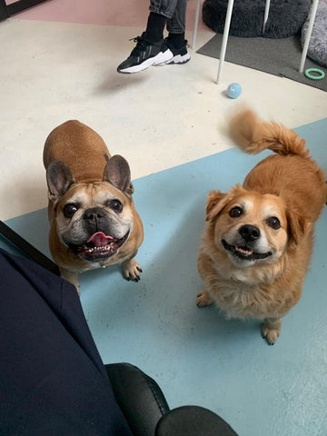 Happy Pups in a Dog Friendly Office